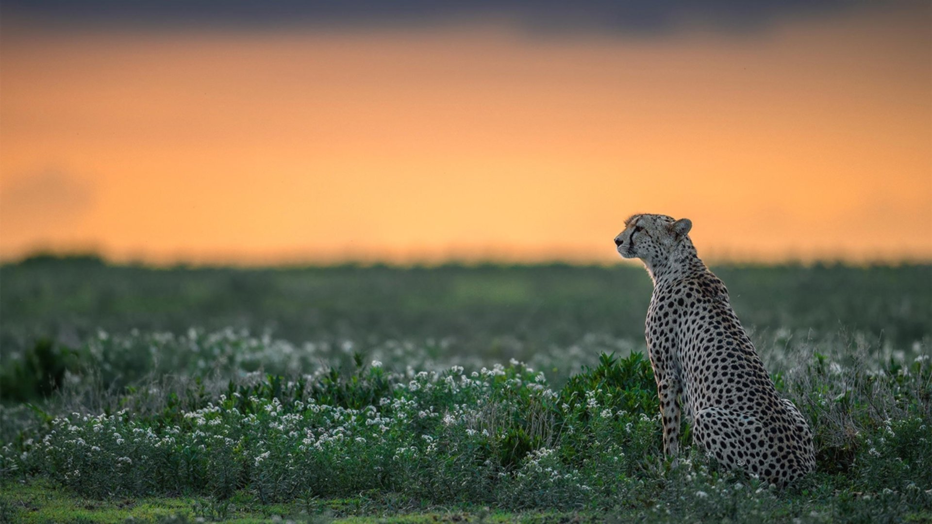 终场0.7秒，特奥的赛场独白