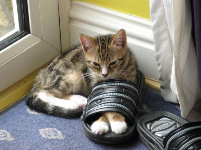 引擎轰鸣与心跳共振，当F1揭幕战之夜见证另一种稳定输出