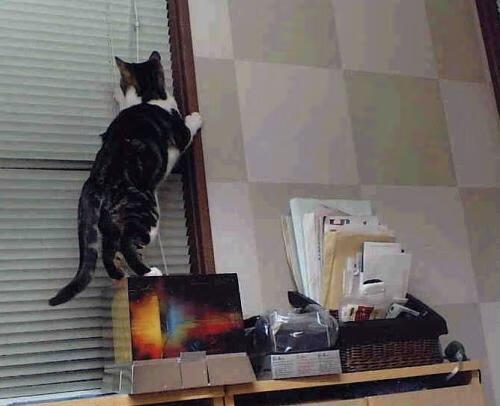 战术无界,乌克兰足球智慧如何赋能迪马利亚在NBA总决赛的传奇接管