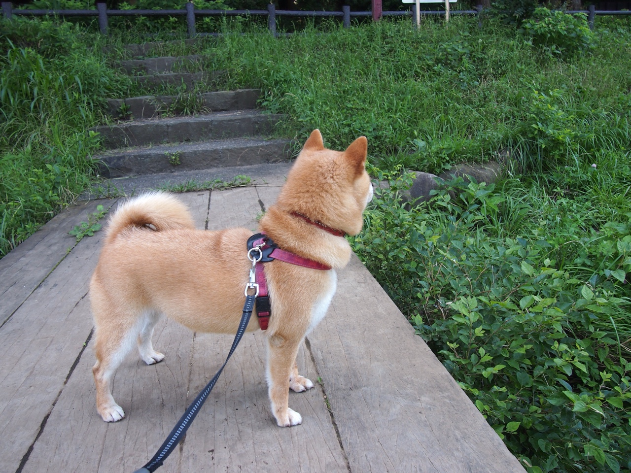 武切维奇刷新生涯之夜,但骑士团队铁拳才是击溃太阳的真正答案