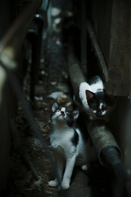 马刺的流沙与伦纳德的绿洲,一场被里程碑定义的强行终结