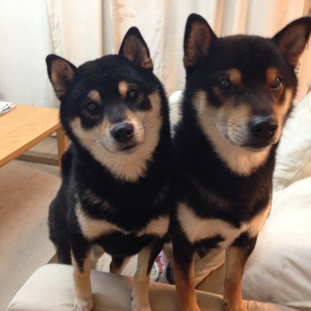 开云体育app-绿茵与硬地的对话，当意甲焦点的战术齿轮咬合山西队的节奏命脉