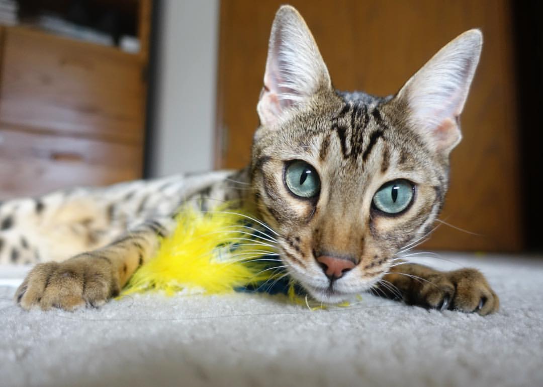 无名小卒蜕变夜,当福克斯用三记冷箭射落休斯顿火箭