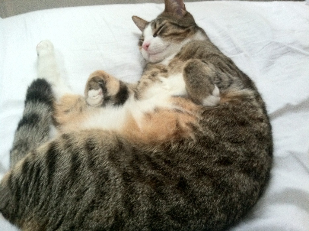 开云体育在线-风暴眼中心，当哈利伯顿引导灰熊横扫北境铁壁吉林