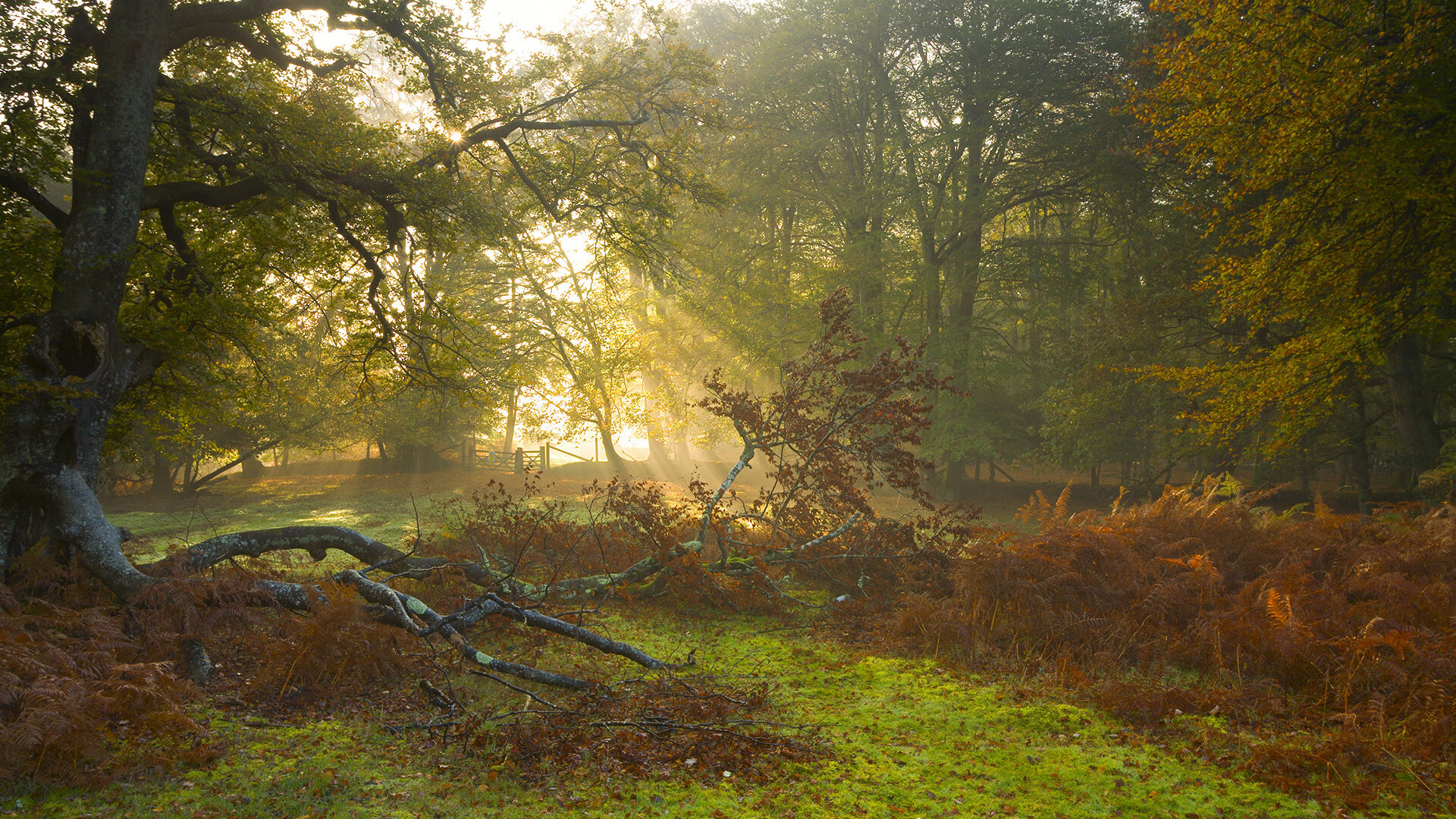 开云体育APP下载-穿越时空的射门,乌克兰对阵智利,本泽马贡献制胜表现