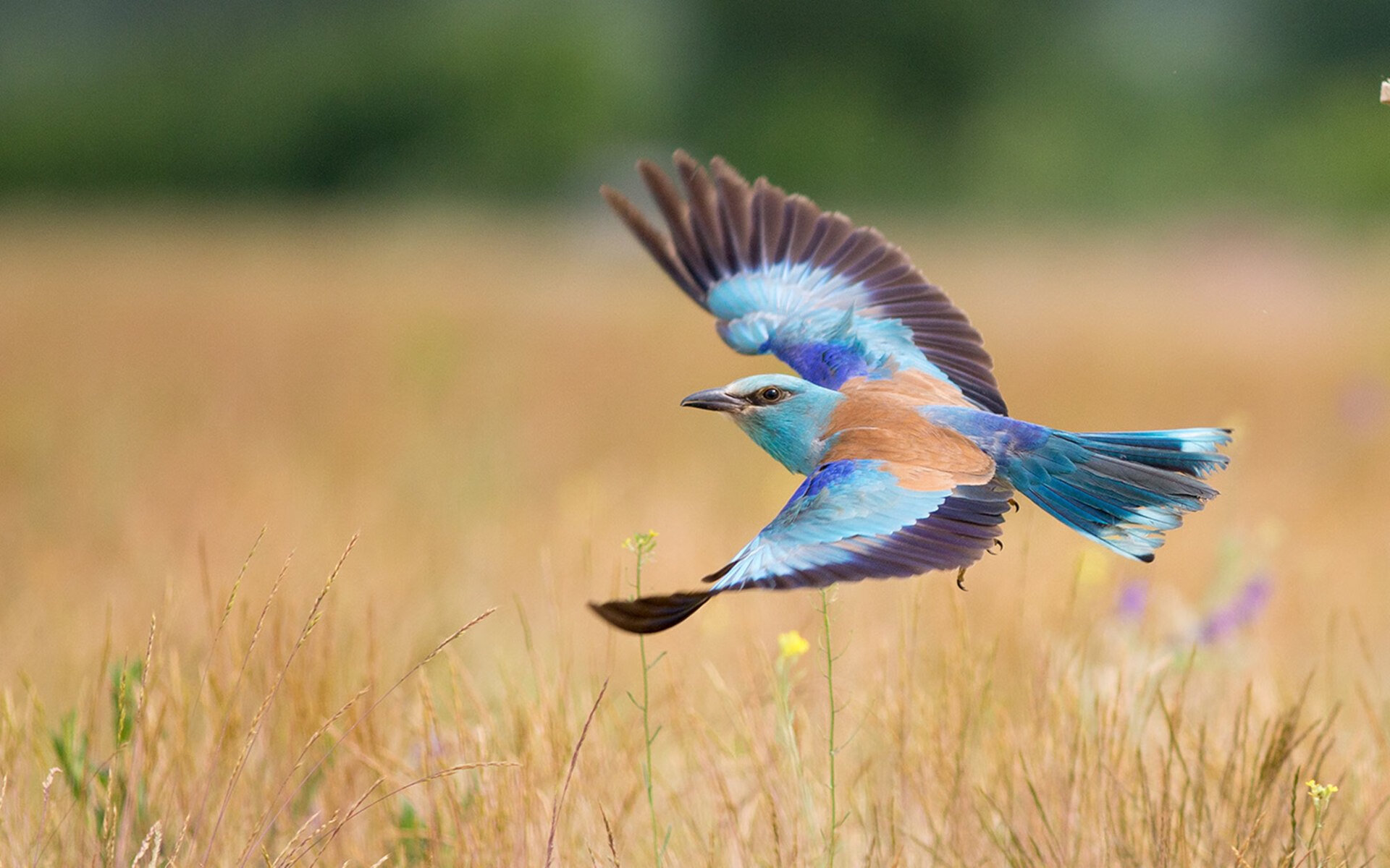 开云体育在线-进攻端无解！杰伦格林闪耀却难敌灰熊单节攻势
