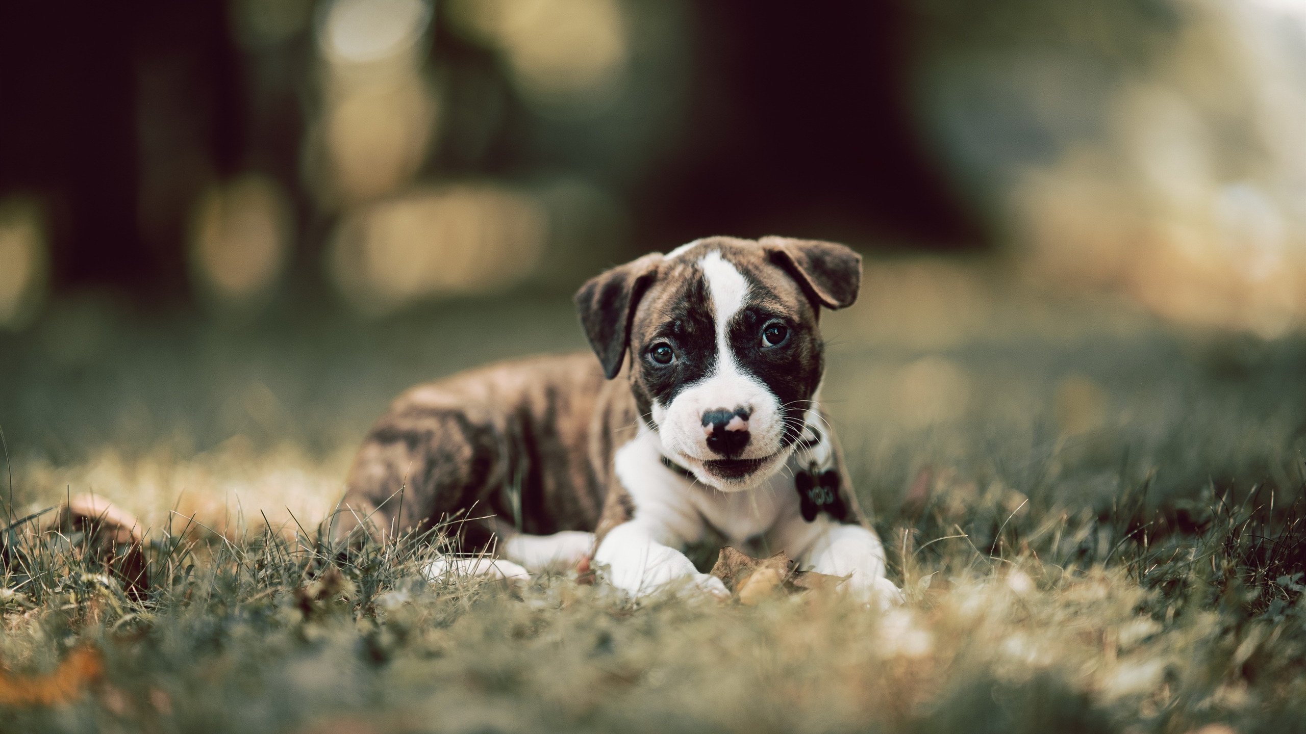 铁幕与蓝焰，当英超冠军悬念碰撞那不勒斯的马里制造