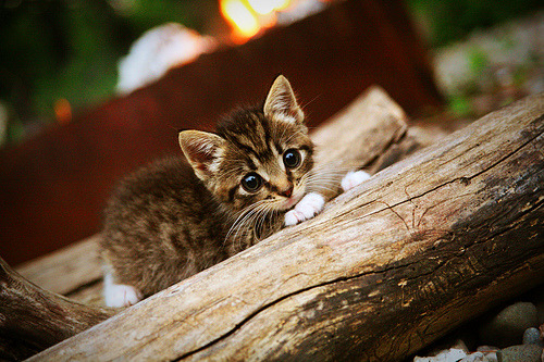 北非雄鹰啄碎太极虎,当突尼斯人的狂喜撞上加克波的无情冷静