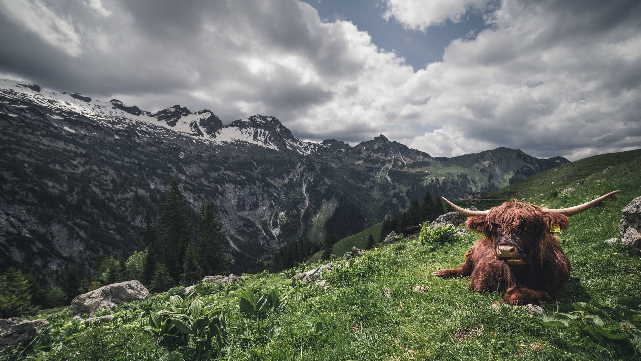 当戈贝尔筑起叹息之墙，一场定义防守美学的个人宣言