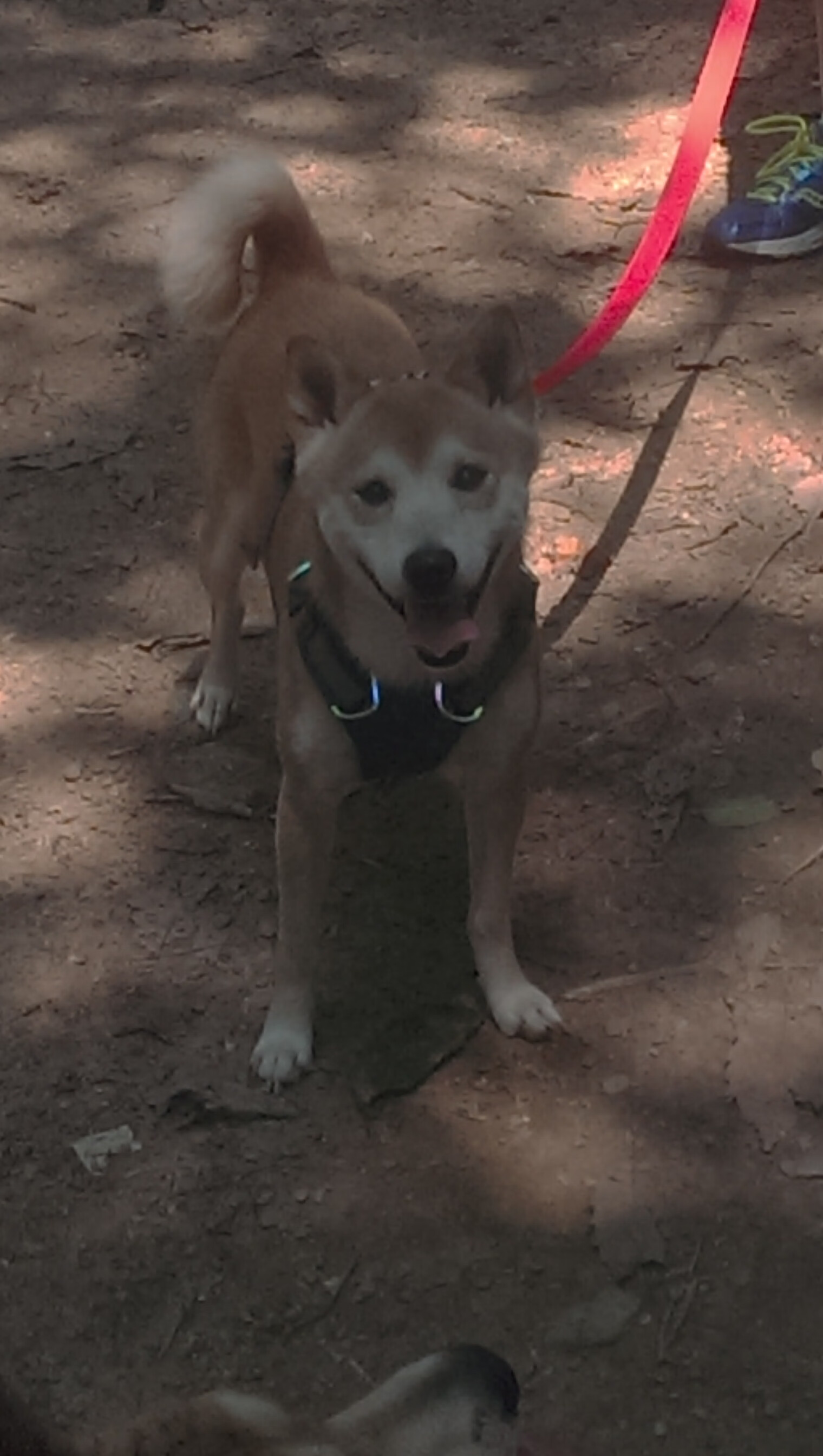 年度焦点之战,墨西哥完胜哥伦比亚,卢卡库接管比赛闪耀全场