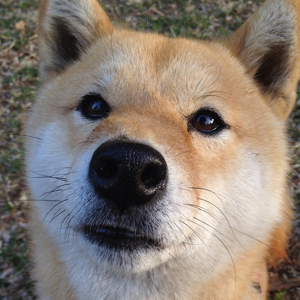 橙衣风暴一节定江山，冷面戈麦斯末节封喉