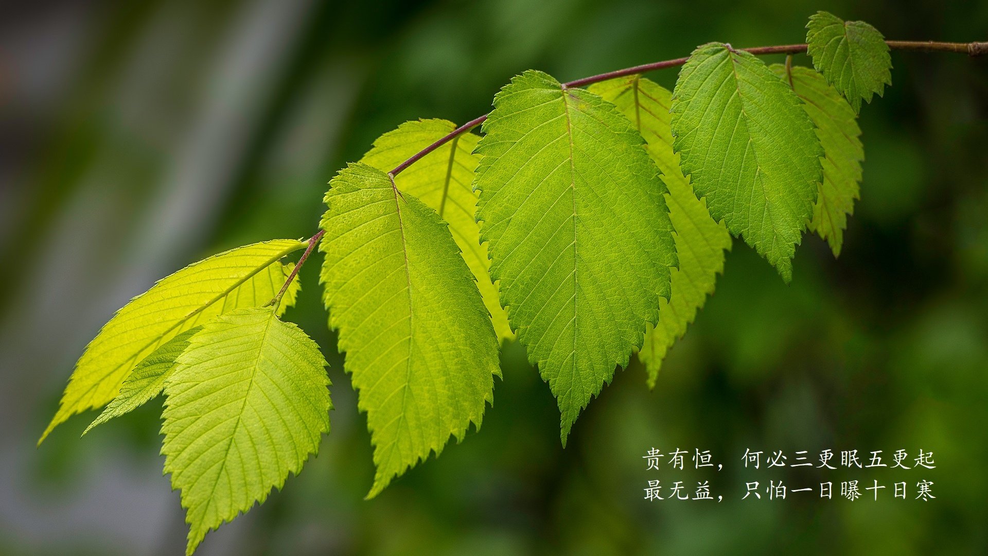 传切风暴锁死巨人阵,勇士极致团队破解吉林,切特攻防一体堪称完美