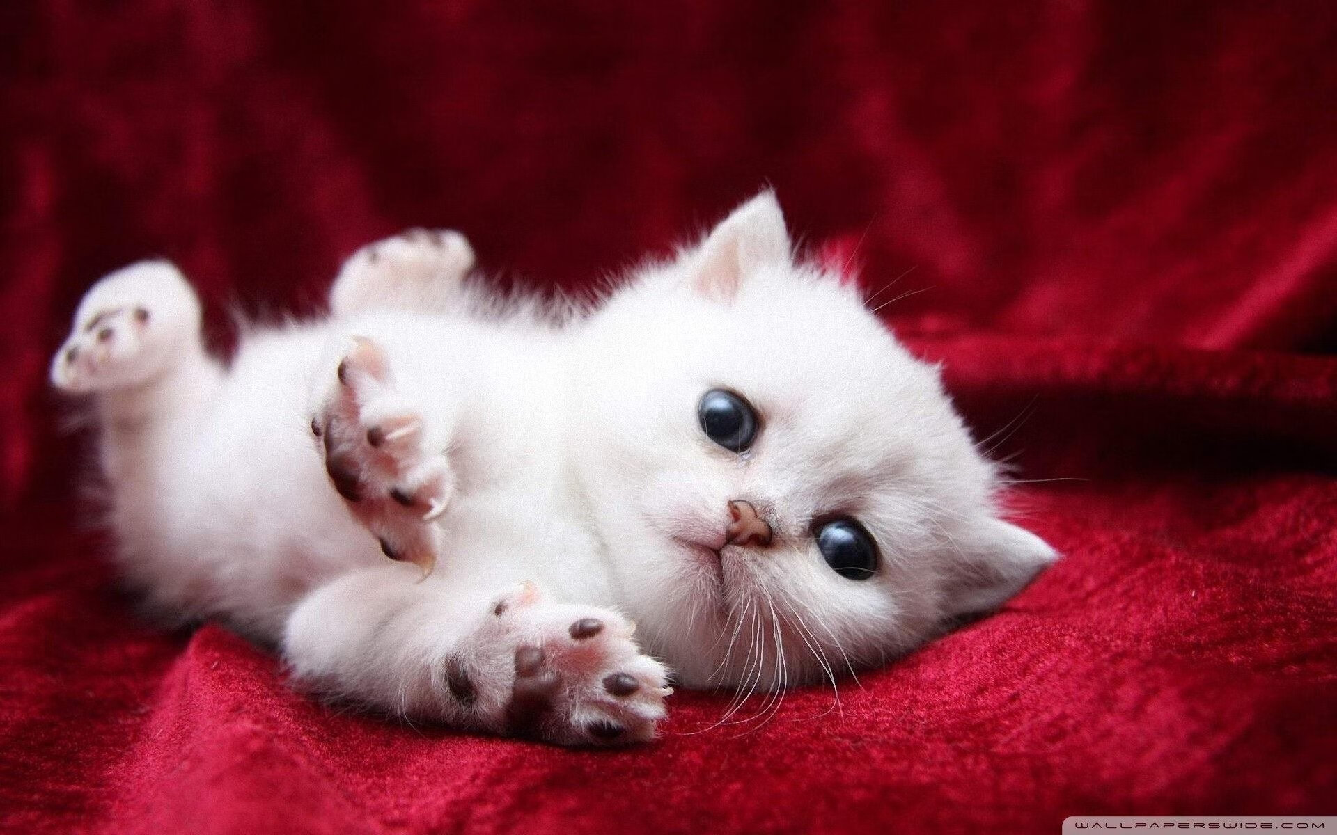 B组狂想曲,加纳风暴席卷日本,福登一剑封喉逆转乾坤